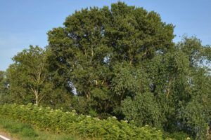 itinerario botanico,pioppo,salici,ranuncoli,canaro